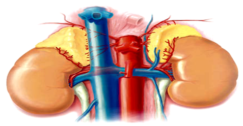 Χειρουργική επινεφριδίων 1 Χειρουργική επινεφριδίων