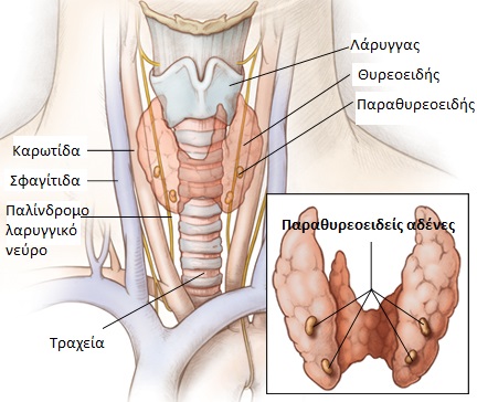 Χειρουργική παραθυρεοειδών αδένων 1 Χειρουργική παραθυρεοειδών αδένων