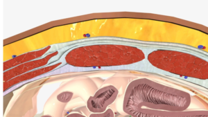 Κοιλιακό τοίχωμα: Ανατομία 4